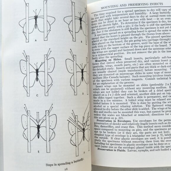 Peterson Field Guide Insects of America North of Mexico Vintage Book Entomology - Picture 7 of 14